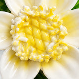 Gros plan sur Accent jaune doré et les pétales émaillés – Petite fleur de lotus