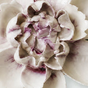 Gros plan sur Accent violet prune et les pétales émaillés – Grande pivoine ondulée