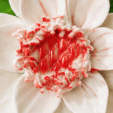 Close view of the rose red accent center and glazed petals on Medium Lotus Bloom Ceramic Wall Flower.