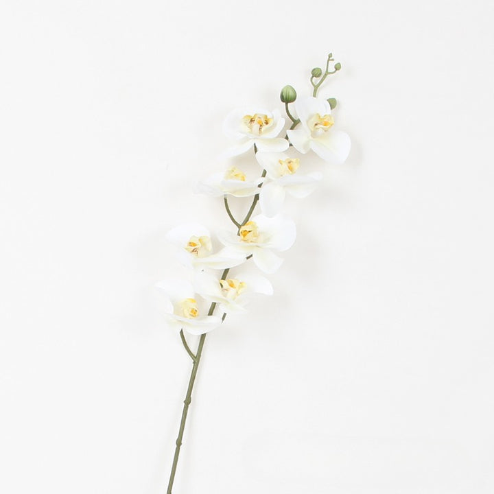 Single phalaenopsis orchid stem with white blooms, yellow centers, and top buds, isolated against a white background.