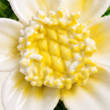 Close frontal view of the golden yellow center and layered glazed petals of the Small Lotus Bloom ceramic wall flower.