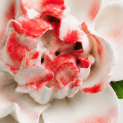 Close frontal view of the rose red center and layered glazed petals of the Small Ruffled Peony ceramic wall flower.