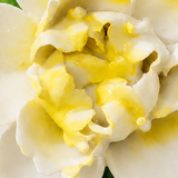 Close frontal view of the golden yellow center and layered glazed petals of the Small Ruffled Peony ceramic wall flower.