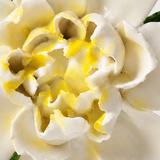Close frontal view of the golden yellow center and layered glazed petals of the Large Ruffled Peony ceramic wall flower.